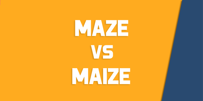 maze versus maize